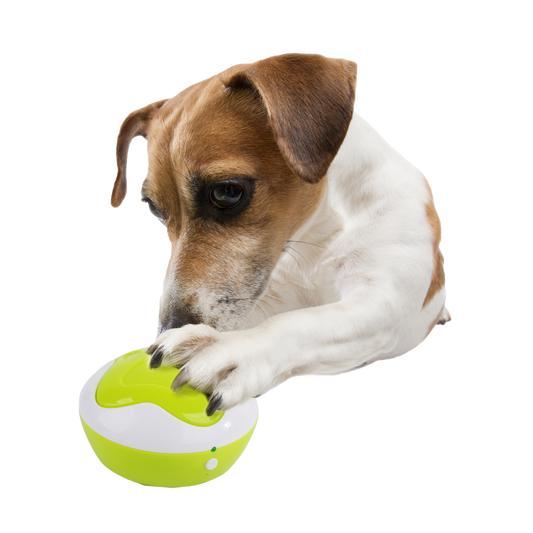 AFP Interactives - Dog Interpreter