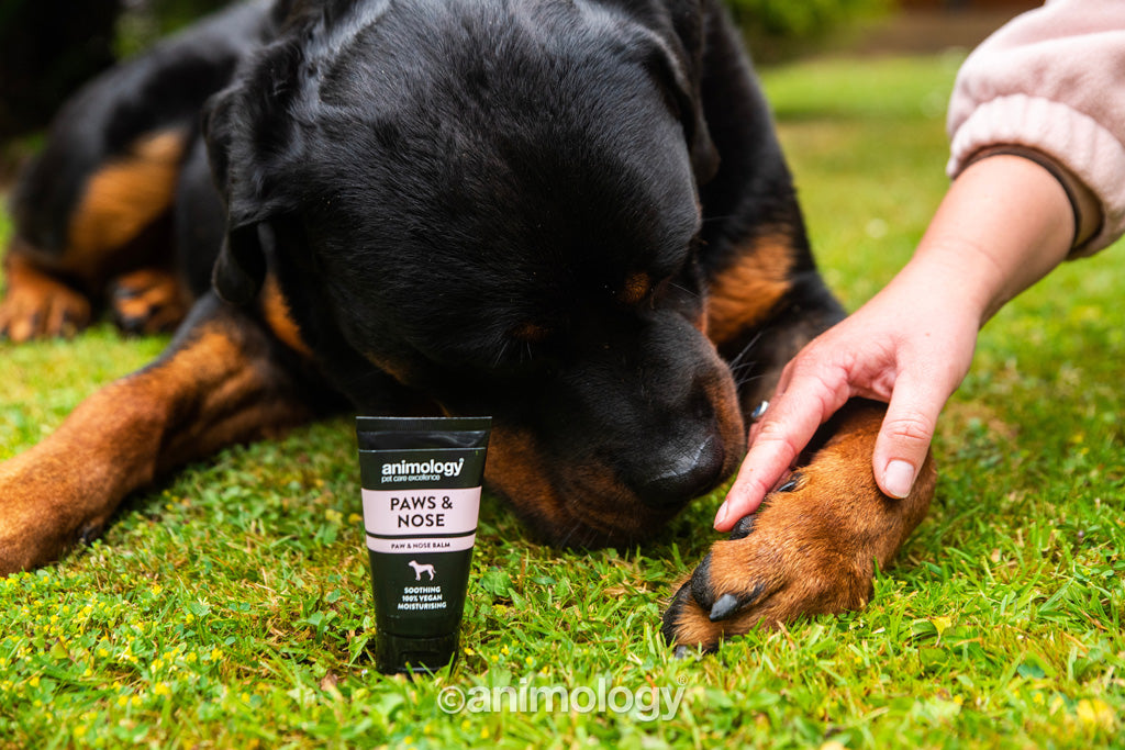 Animology Paws & Nose Balm 50 ml