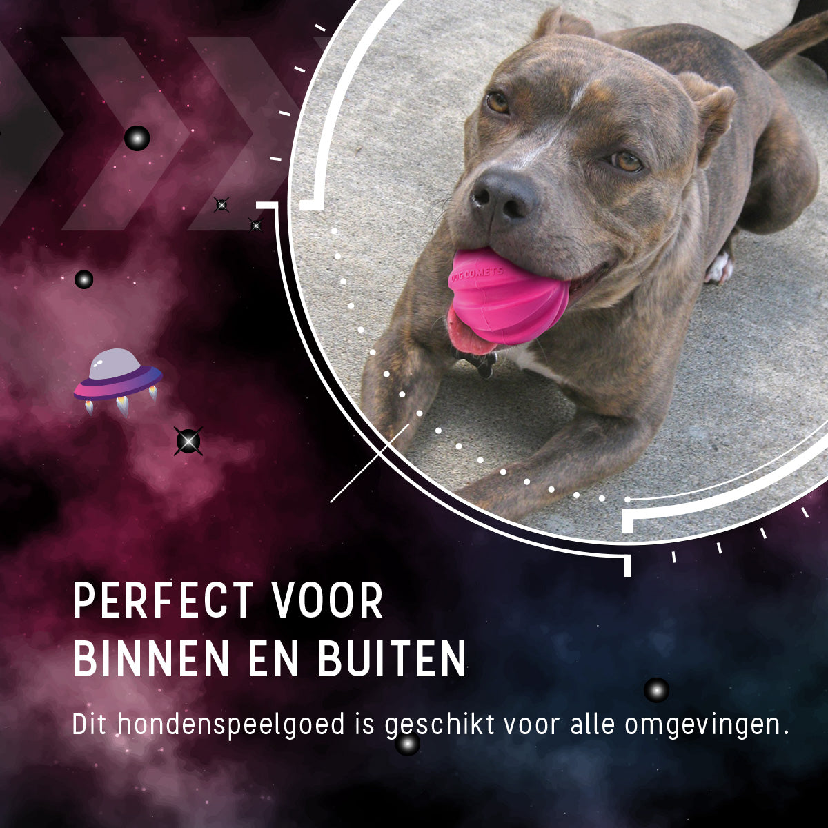 Dog Comets Halley Met Touw Roze