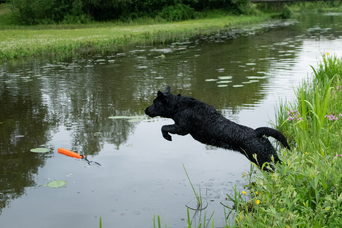 Dog Comets Orion Oranje