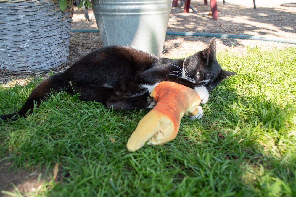 Robocat Goudvis