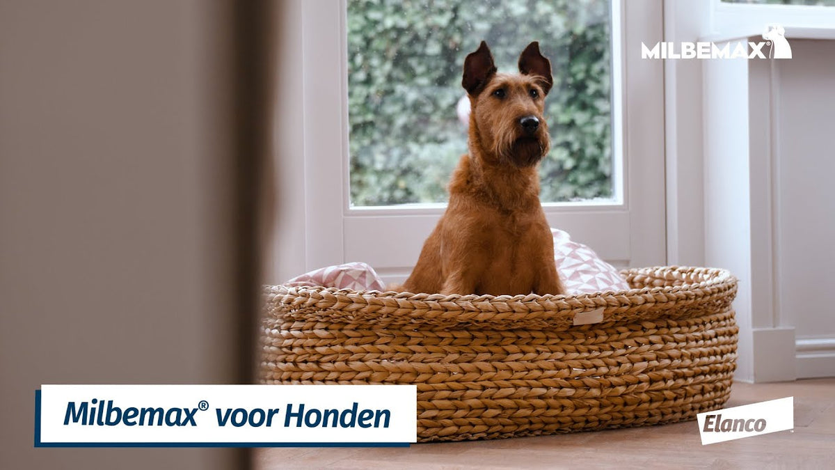 Milbemax Kauwtabletten Hond Klein Chewy <5kg 4 tabl.