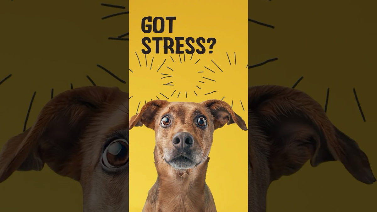 Excellent Pets No Stress Soft Chews 60 Treats