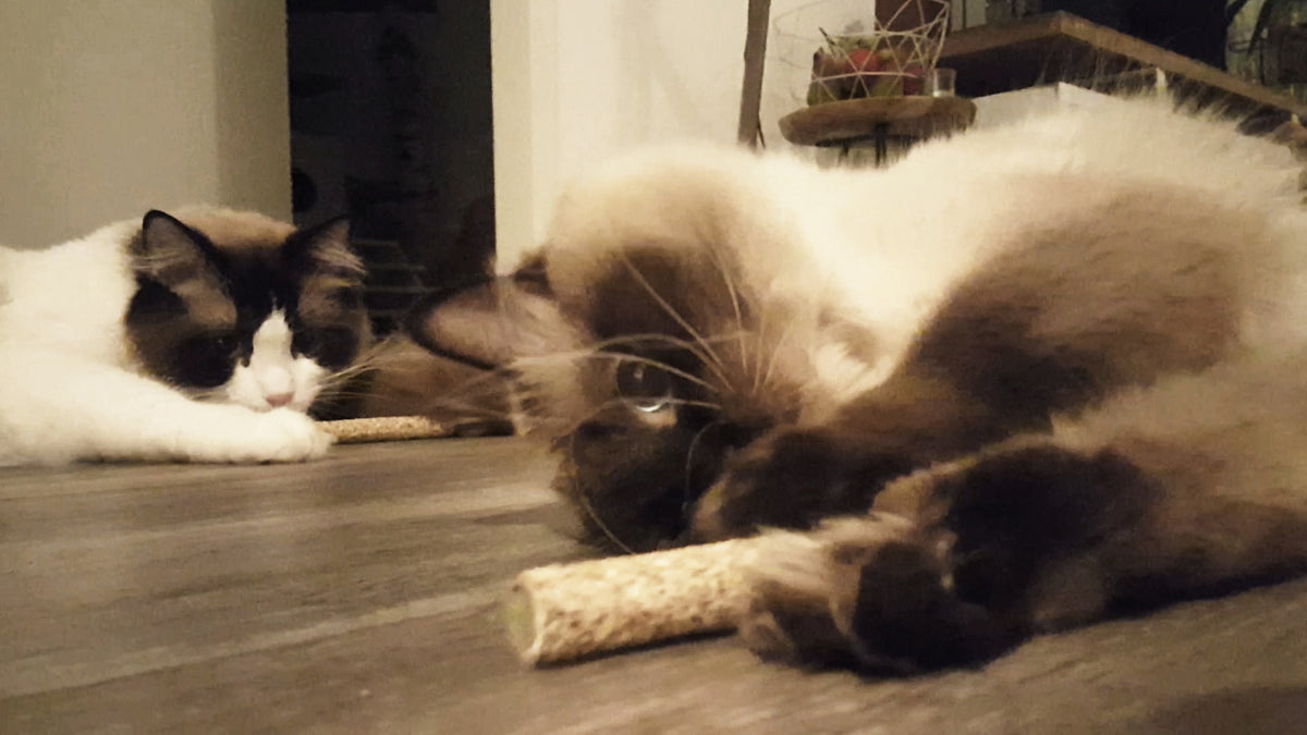Addicted! Stick (2-Pack)
