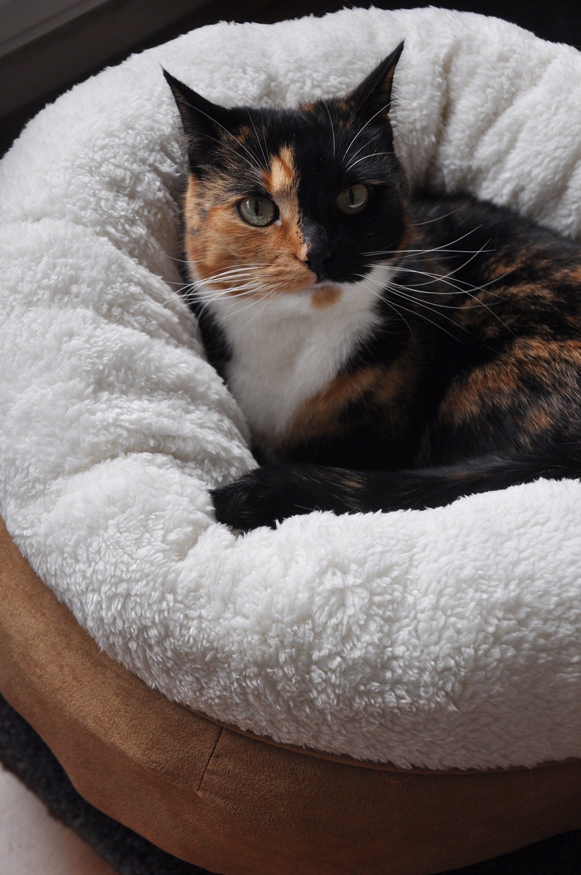 AFP Lambswool - Donut Bed Beige