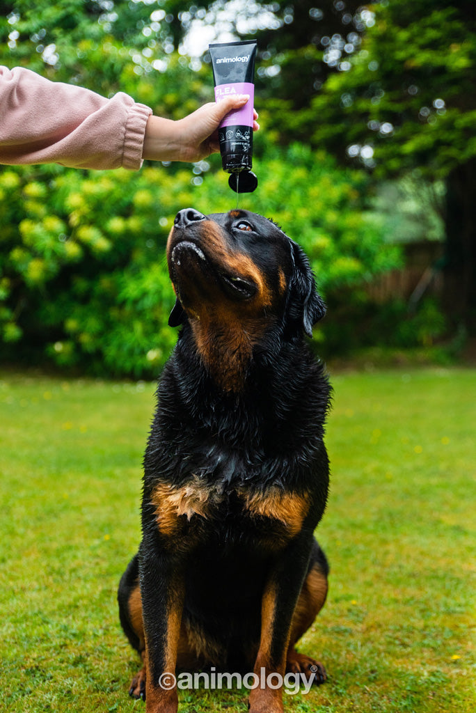 Animology Flea & Tick Dog Shampoo 250 ml