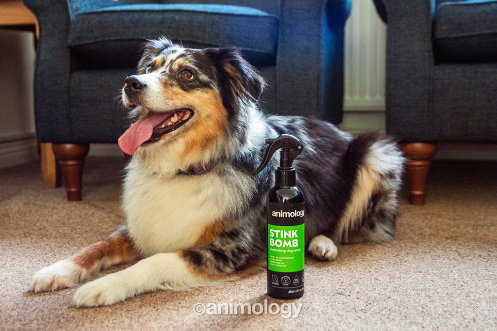 Animology Stink Bomb Deodorising Dog Spray 250 ml
