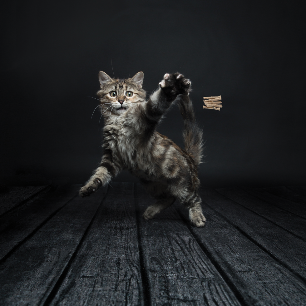 Cat Dancer Deluxe