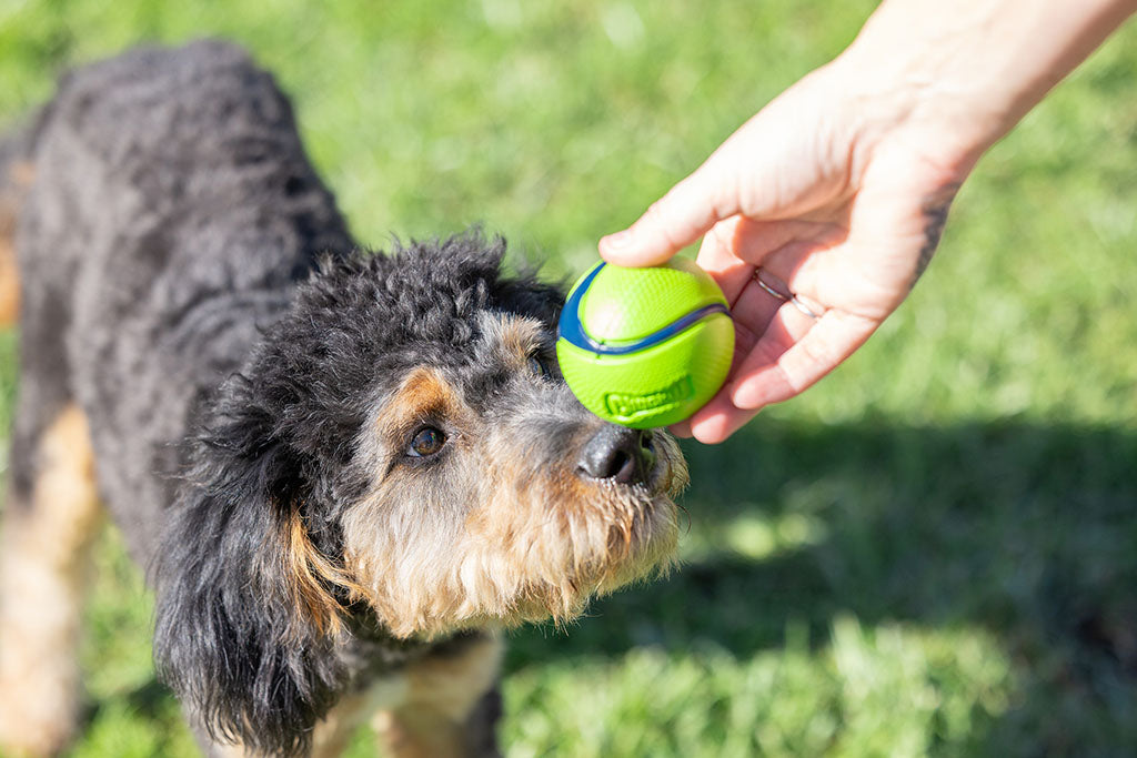 Chuckit! Sniff Fetch Ball Bacon & Peanut Butter M 4-pack