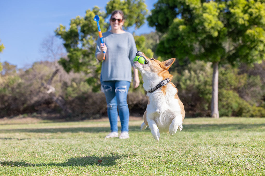 Chuckit! Sniff Fetch Ball Bacon & Peanut Butter M 4-pack
