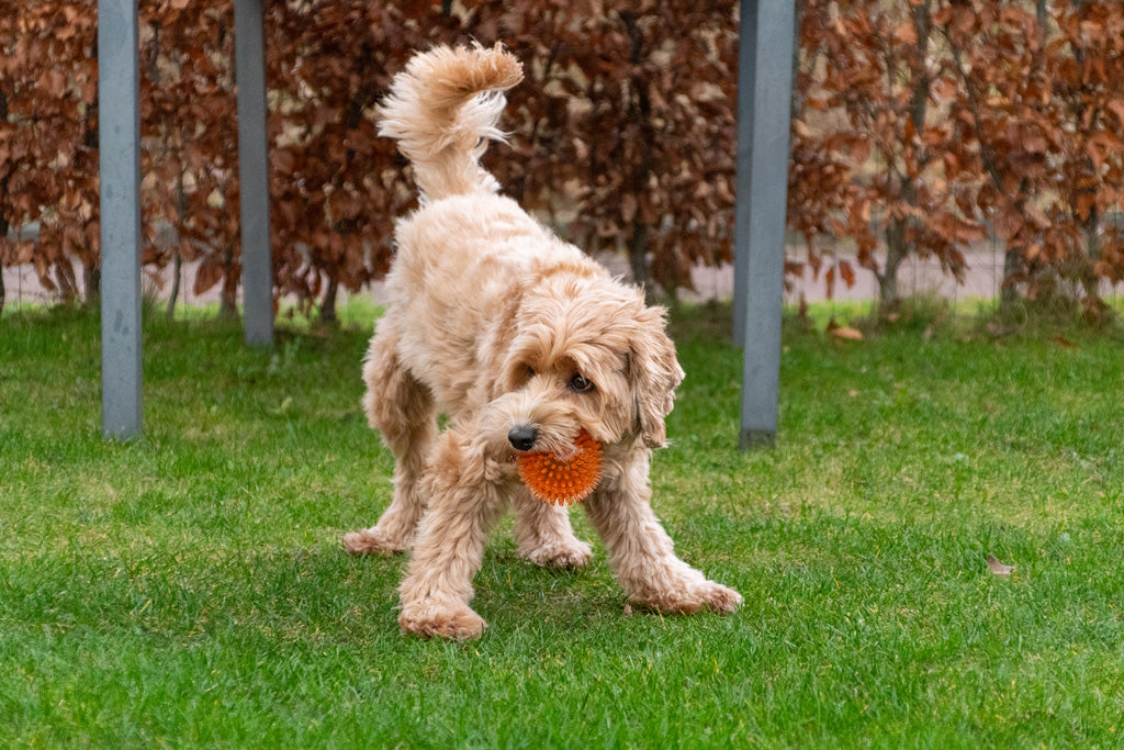 Dog Comets Exoplanet Egelbal S Groen