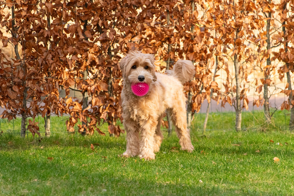Dog Comets Exoplanet Egelbal S Groen