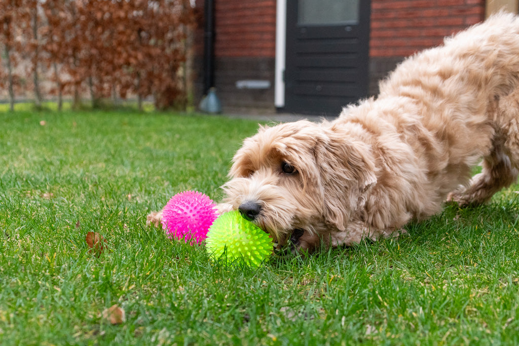 Dog Comets Exoplanet Egelbal S Groen