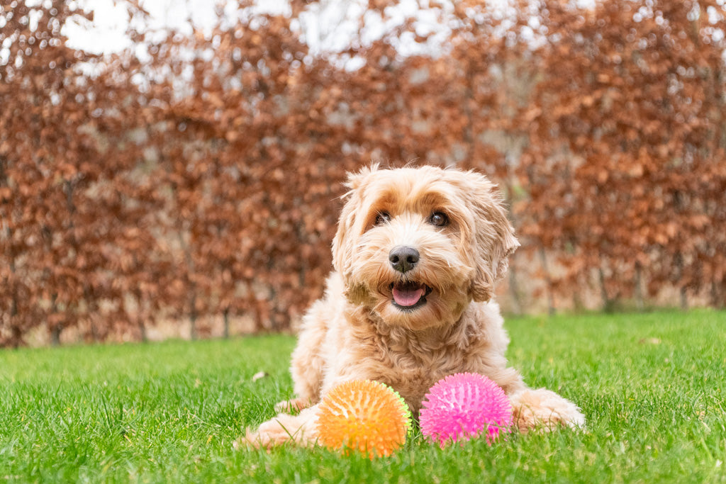 Dog Comets Exoplanet Egelbal L Groen
