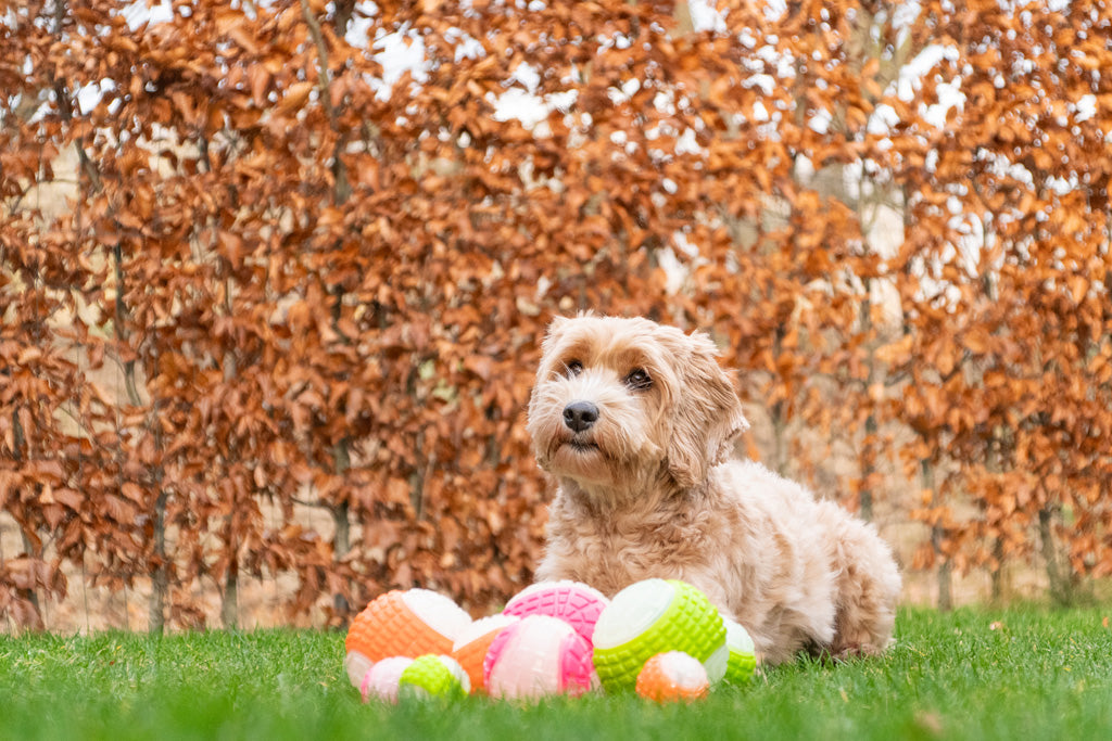 Dog Comets Glow In The Dark Moon Bal M Roze