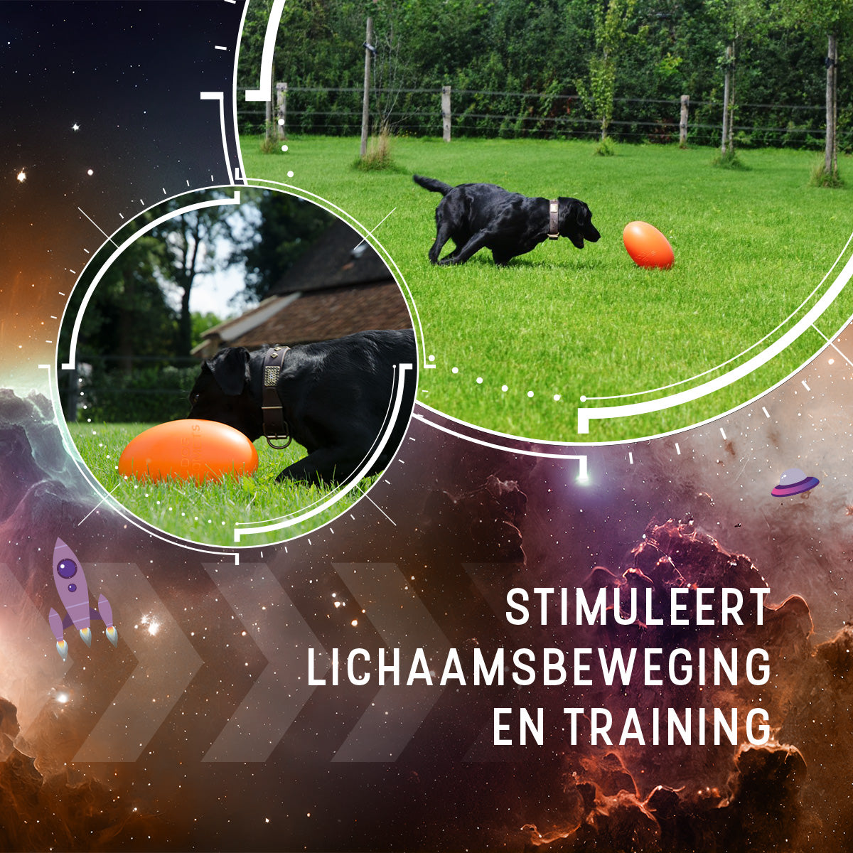 Dog Comets Pan-Stars Oranje L