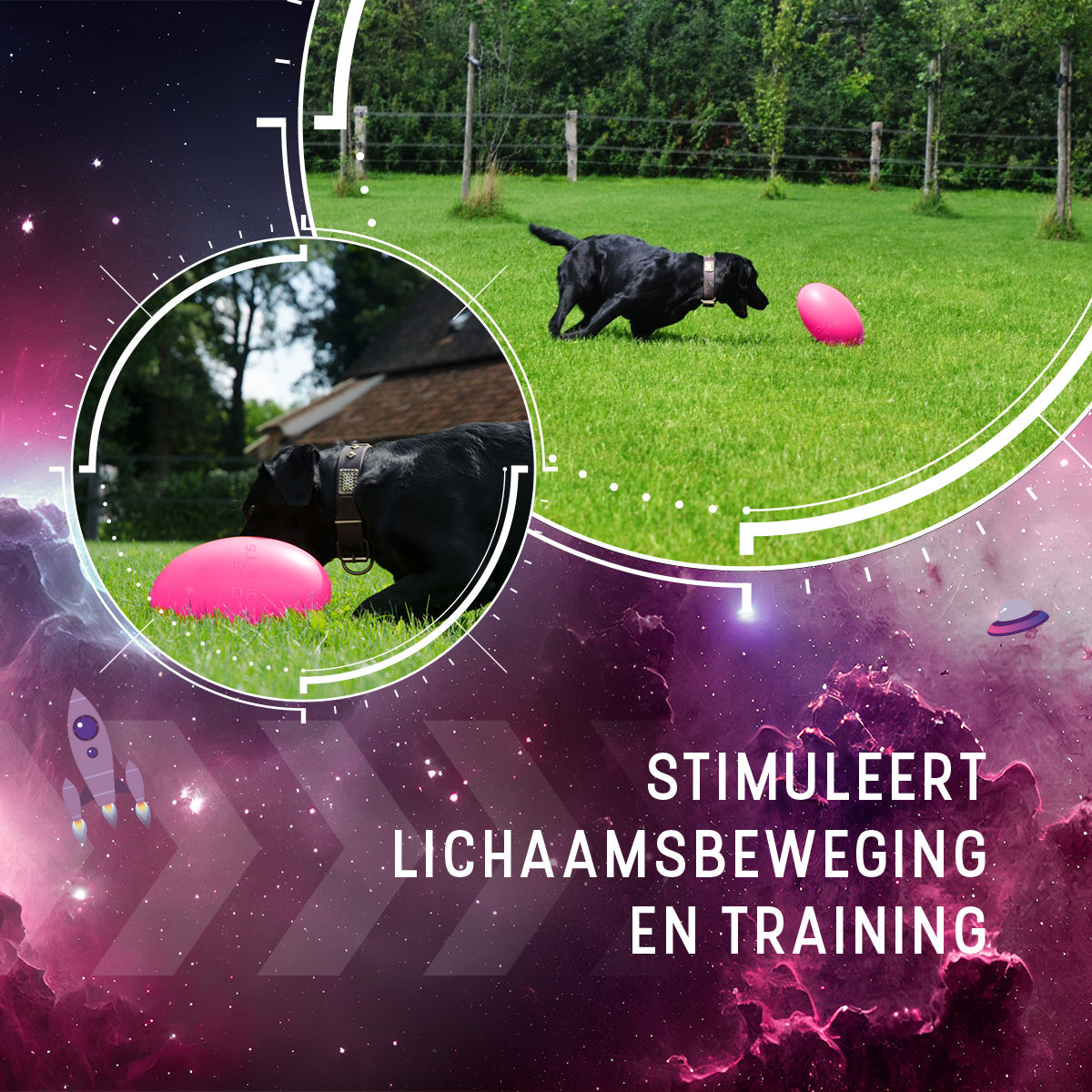 Dog Comets Pan-Stars Roze M