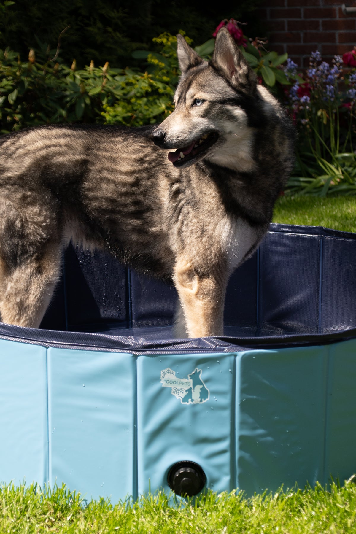 CoolPets Splash Dog Pool ø 80 x 20 cm