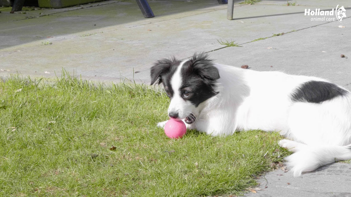 Dog Comets Stardust Groen S