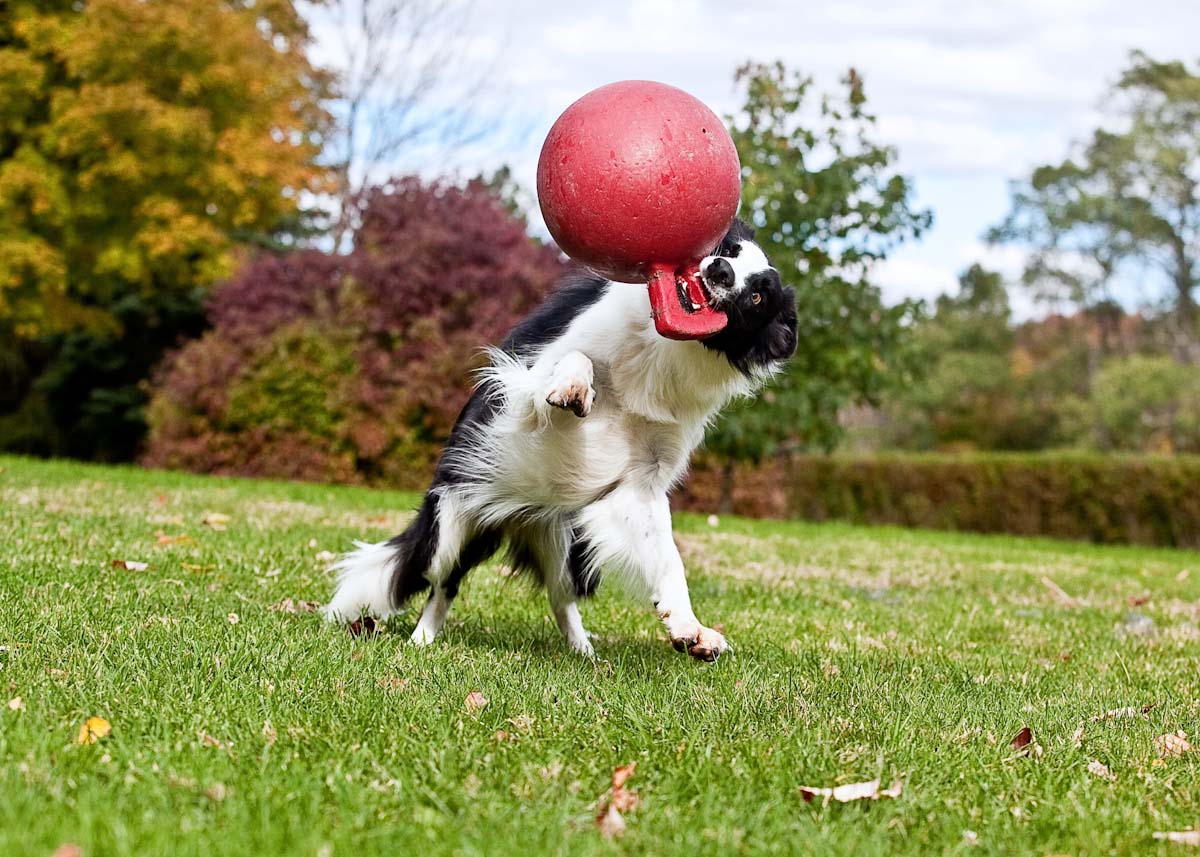 Jolly Tug-n-Toss Rood L (20 cm)