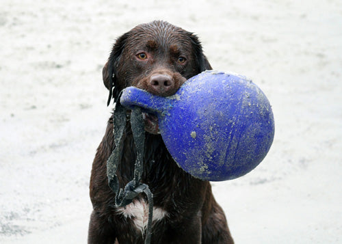 Jolly Tug-n-Toss Oranje L (20 cm)