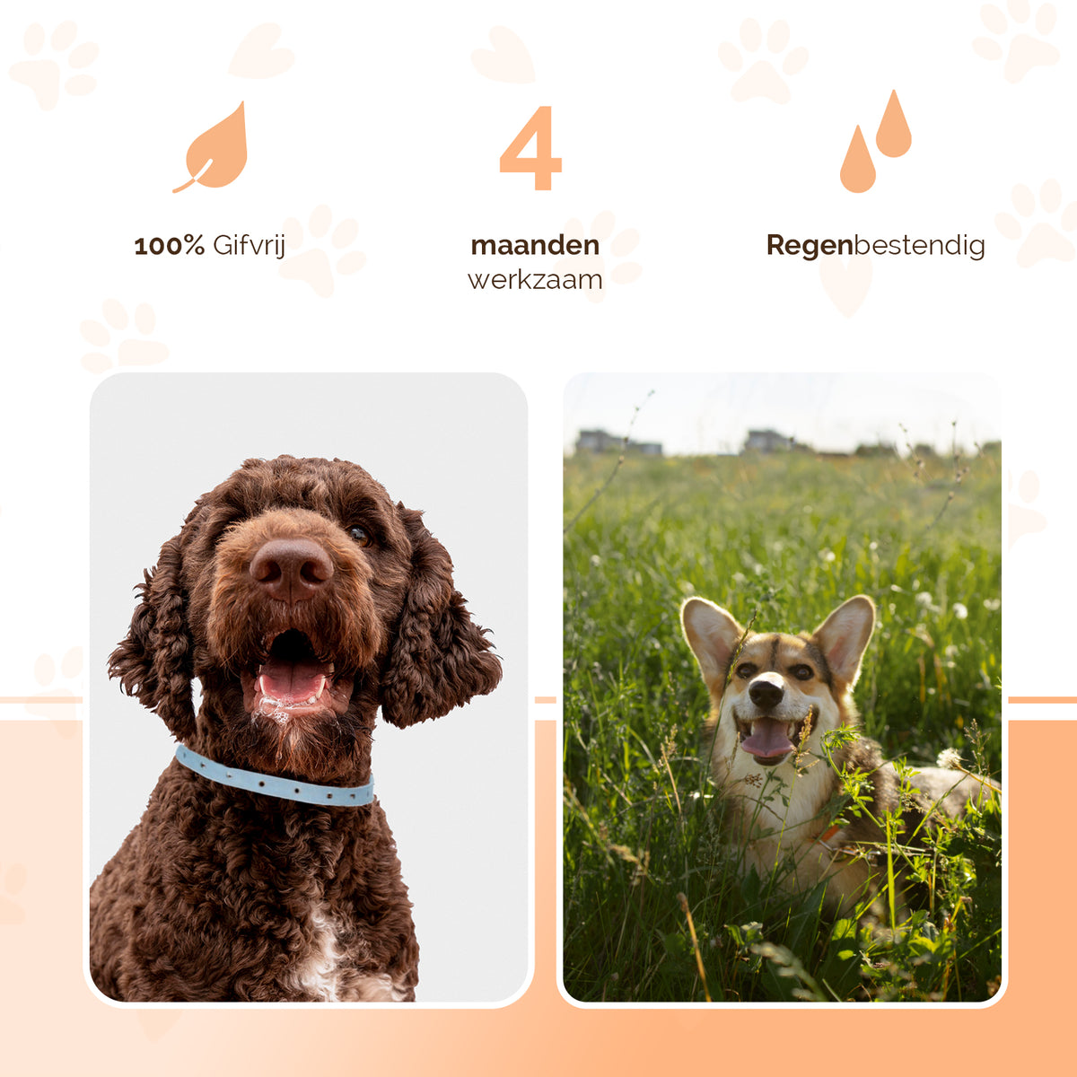 Knock Pest Vlooien/Tekenband Hond 59 cm DE/UK