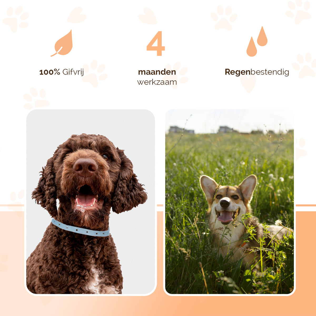 Knock Pest Vlooien/Tekenband Hond 59 cm NL/FR