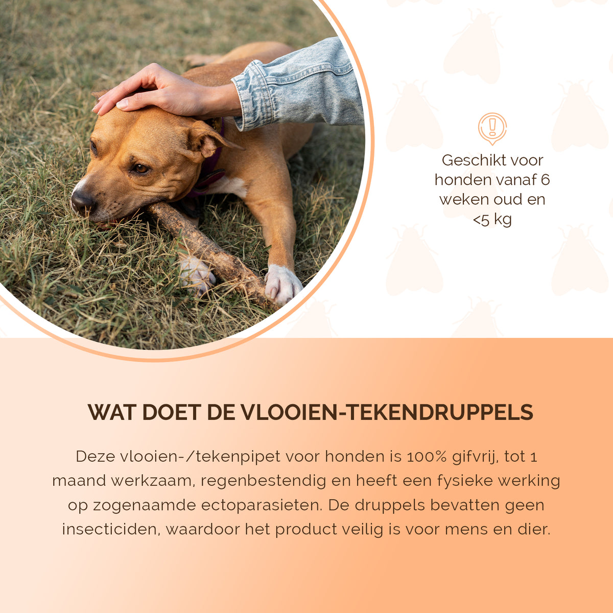 Knock Pest vlooien-tekenpipet Hond <5 kg