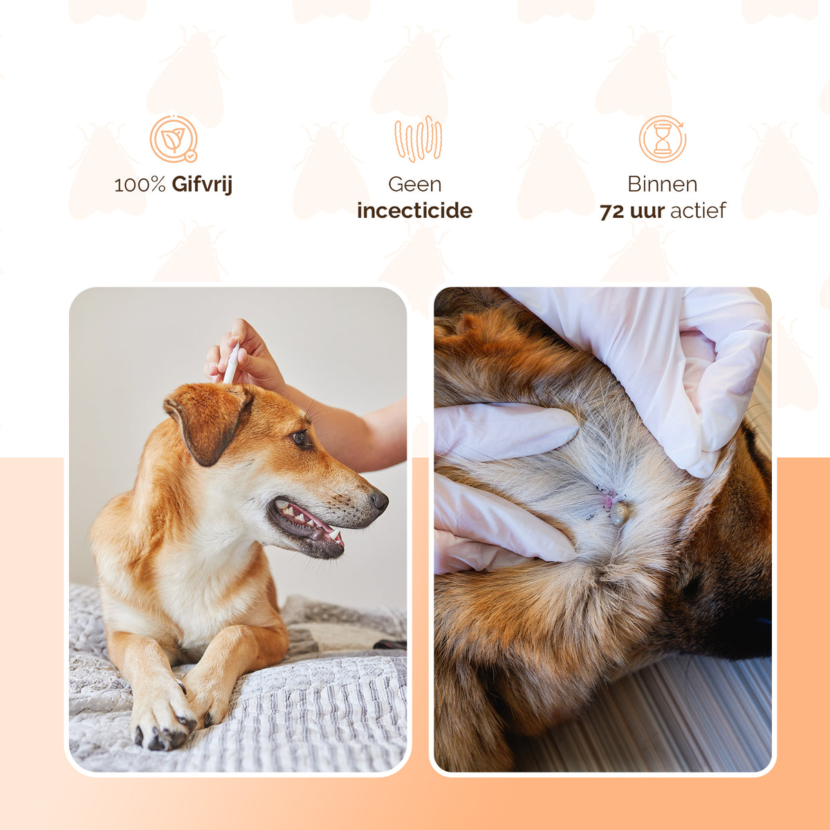 Knock Pest vlooien-tekenpipet Hond ≥ 5 kg