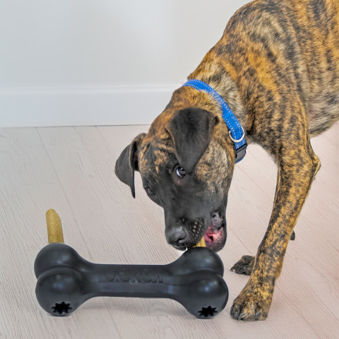 KONG Goodie Bone Zwart XL