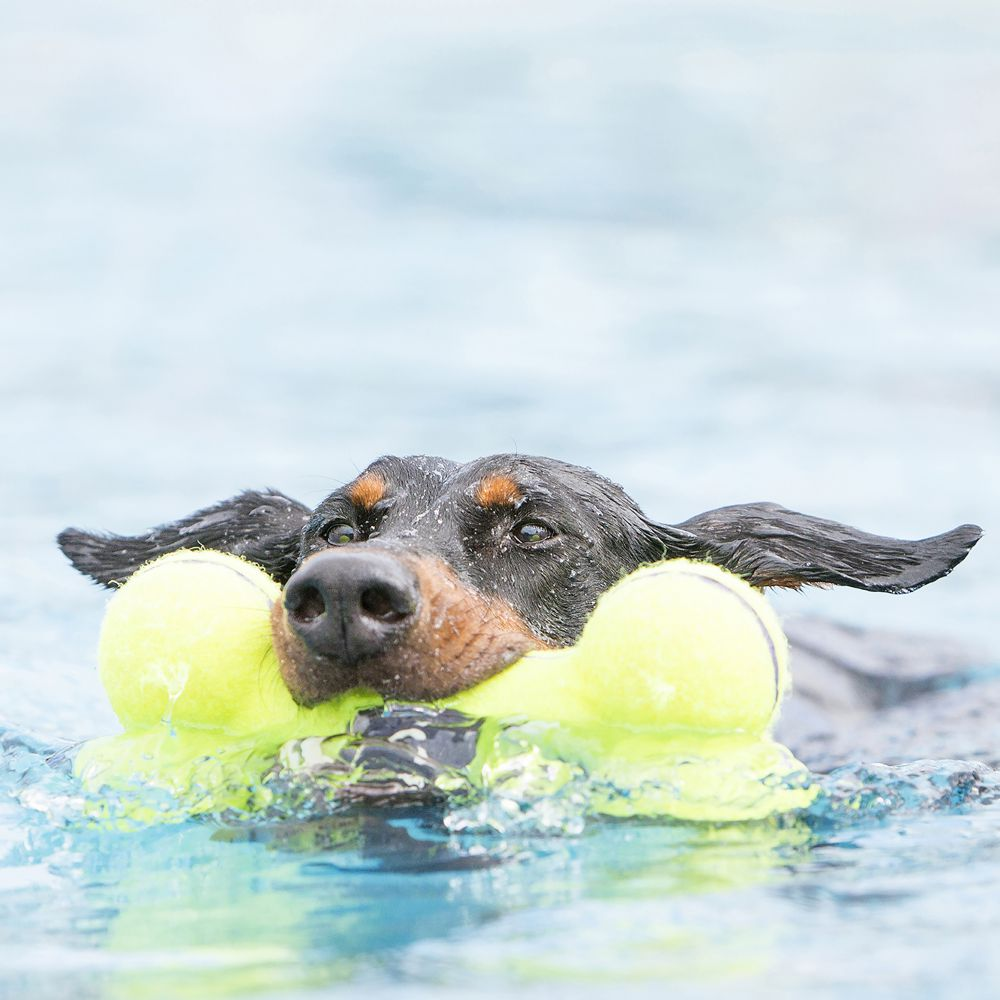 KONG Airdog® Squeaker Bone M