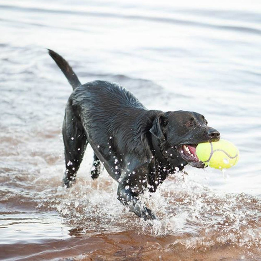 KONG Airdog® Squeaker Dumbbell M