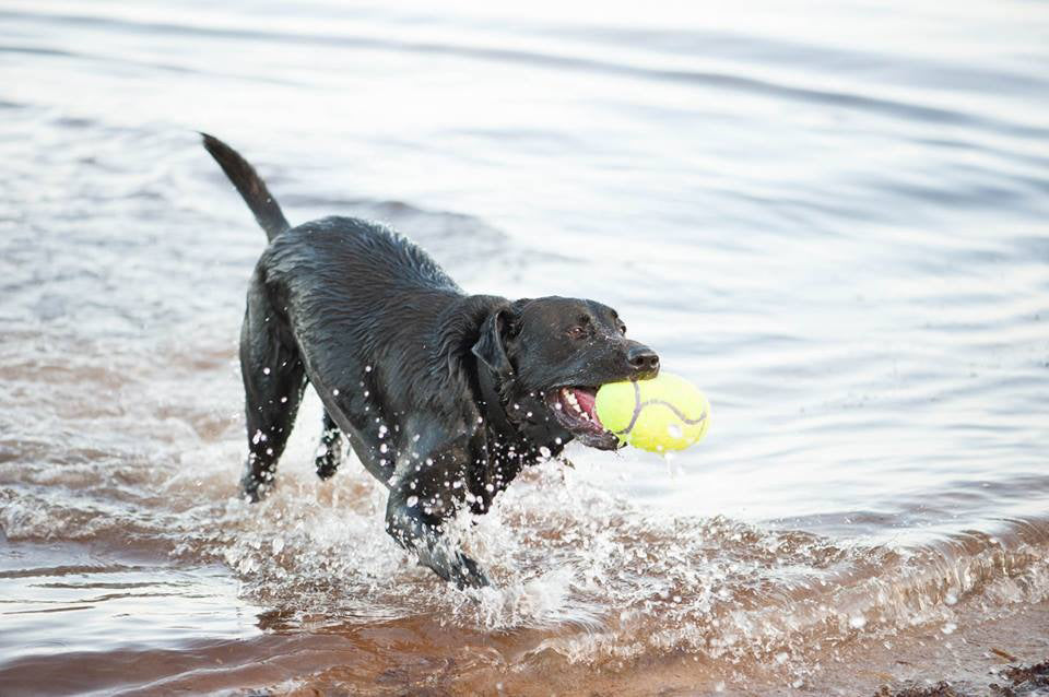 KONG Airdog® Squeaker Football S