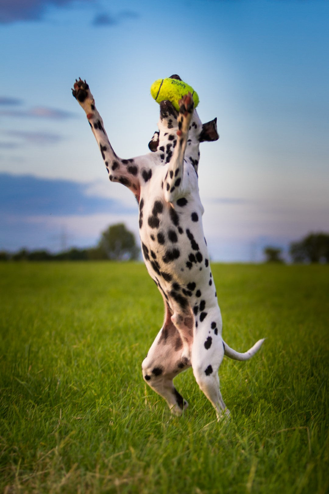 KONG Airdog® Squeaker Football S