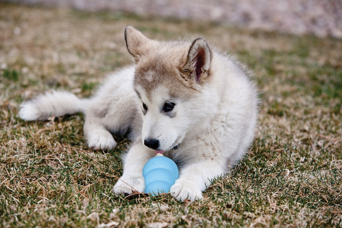 KONG Puppy Assorti XS