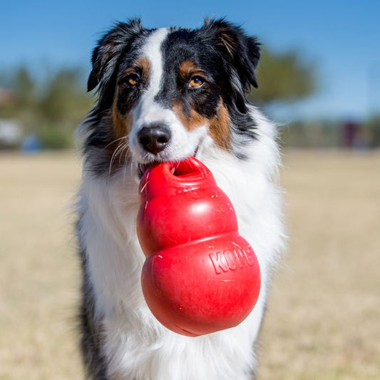 KONG Bounzer Large L