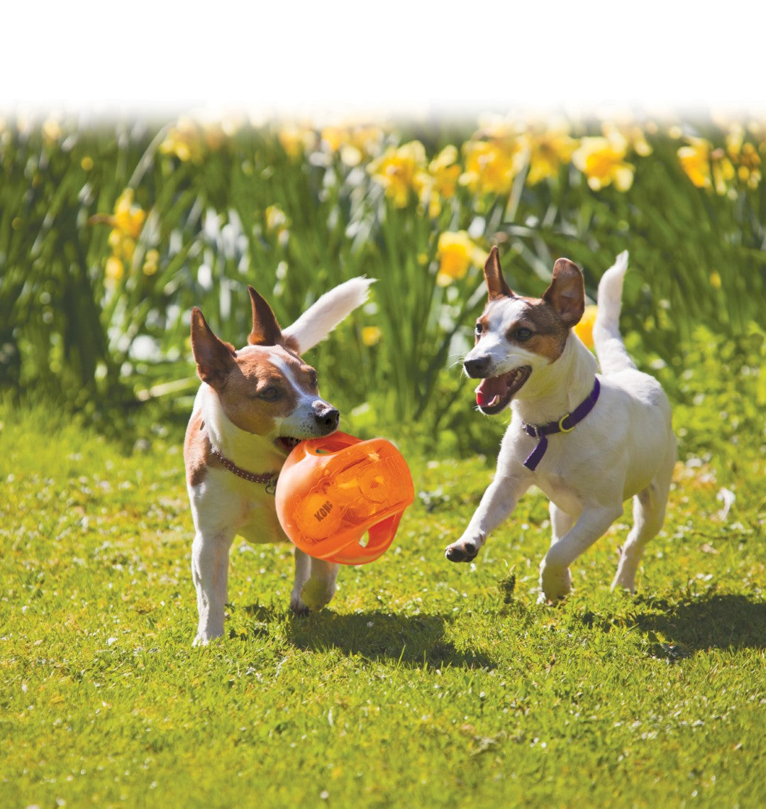 KONG Jumbler Ball Assorti M/L