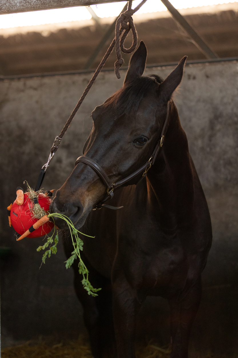 Excellent Horse Fun Play Ball Roze