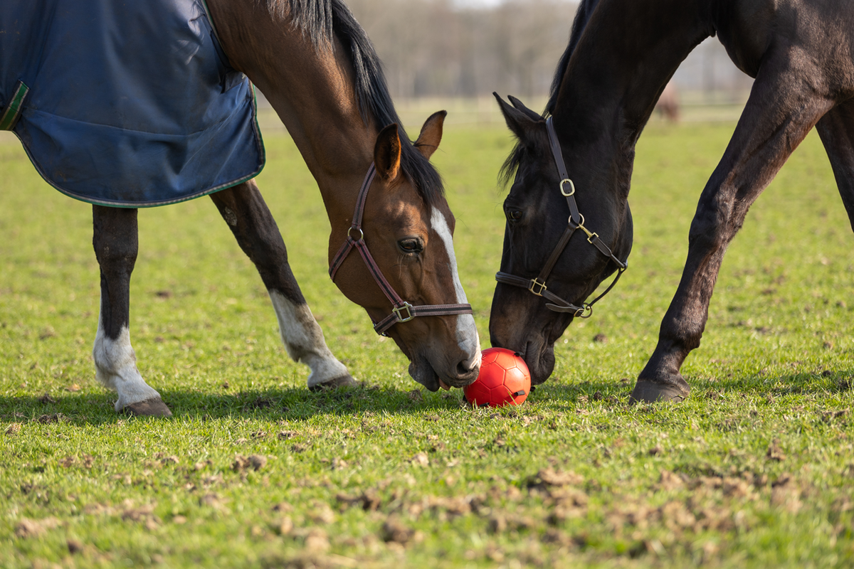 Excellent Horse Fun Play Ball Roze