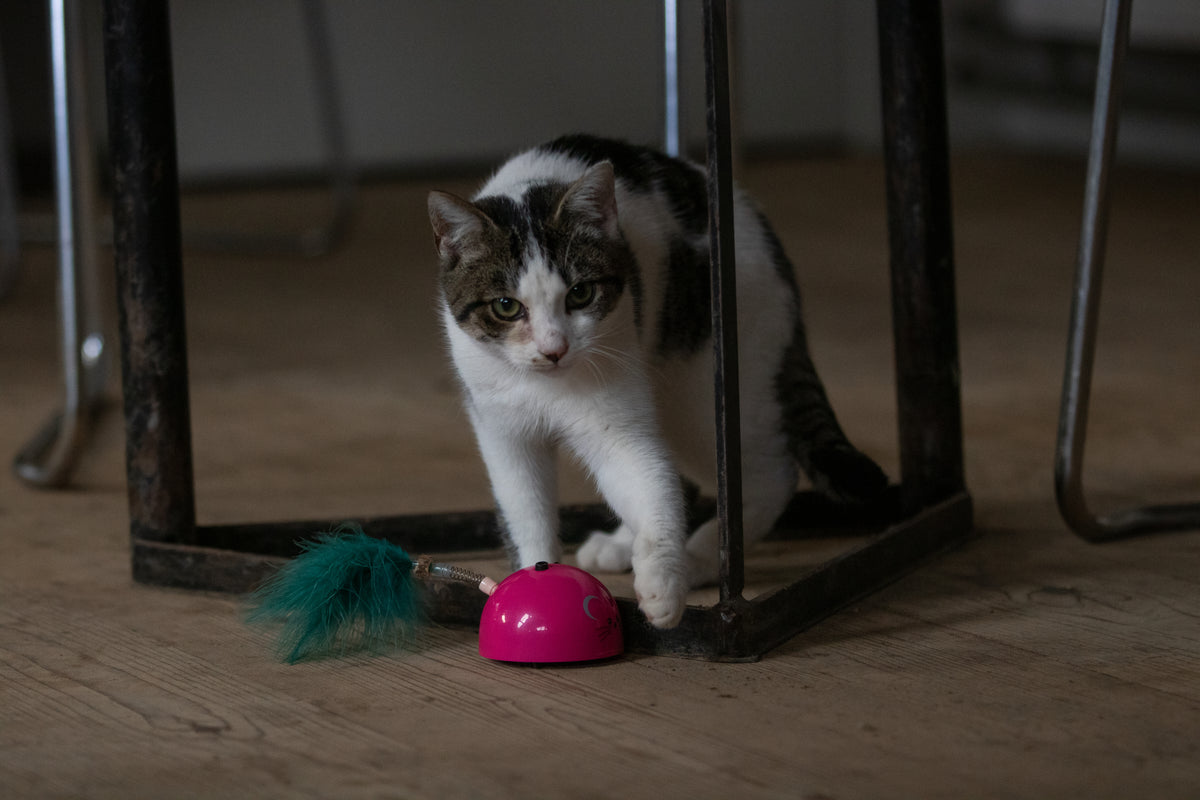 Robocat Muis Roze