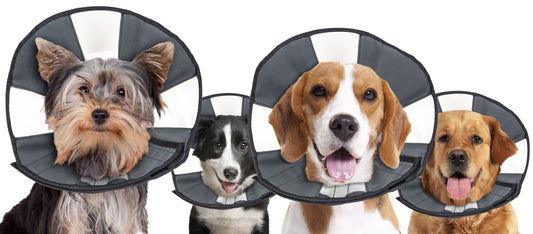 Zenpet Procone M