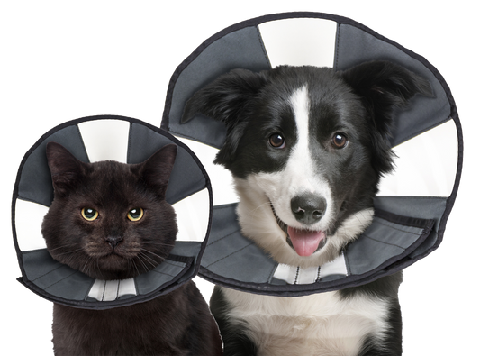 Zenpet Procone M