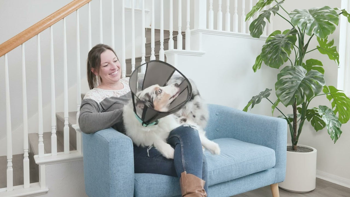 Zenpet Procone M